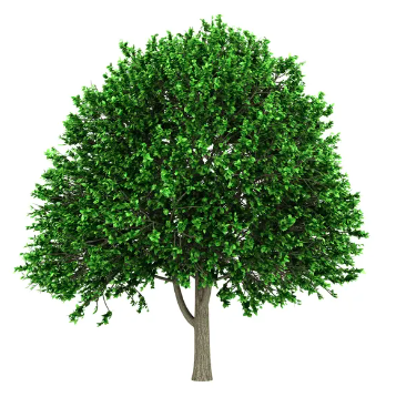 100 000 arbres plantés grâce à vous