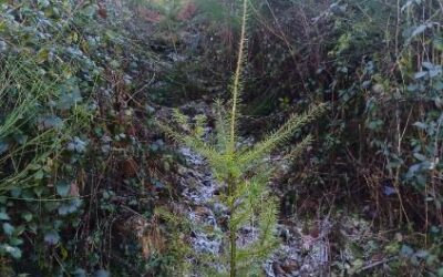 Quand la forêt du Haut-Beaujolais se régénère